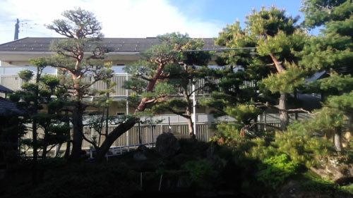 ��m�̔��A���̔��A����A����ʔ́@��m�⎞�X�̎�̎ʐ^