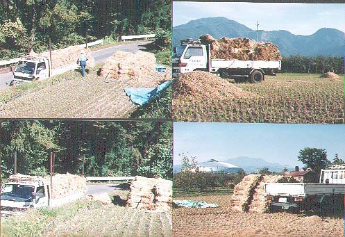 ����̏W�ׂ̗l�q�A���N�͓V�C���ǂ������̂œc�̒��܂Ńg���b�N������܂���